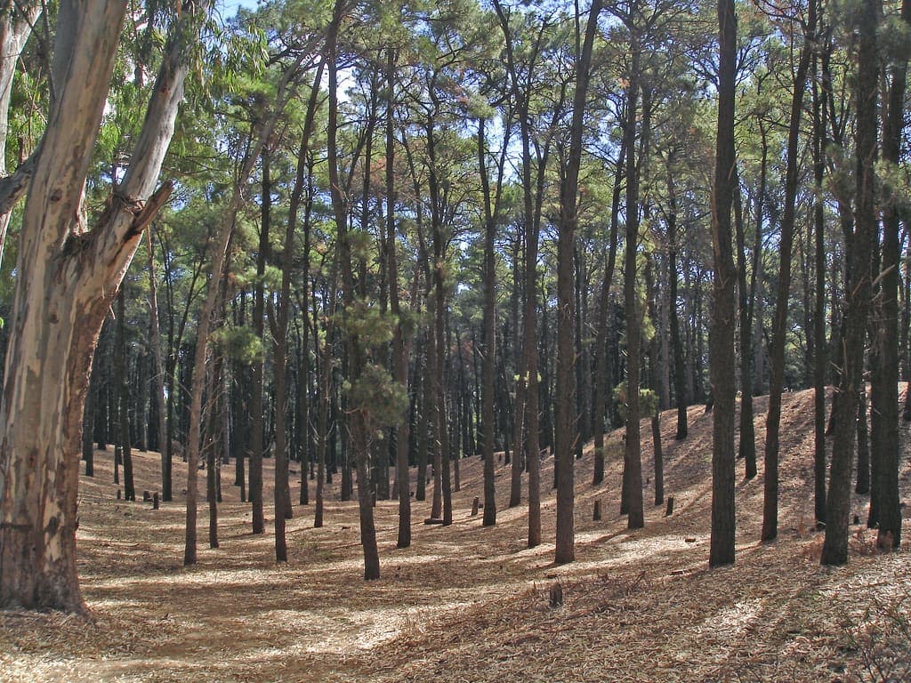 Pinos del bosque de Pehuen Co